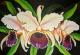 Orquideen -  Labudda - Acryl auf Leinwand - Sonstiges - 