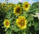 Foto Sonnenblumenfeld -  Dianas -  auf  - Blumen - 