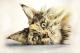 Katzenportrait -  LauraBoehme -  auf Papier - Sonstiges-Katzen - 