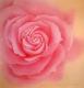 Rosa Rose (2000) Friedhard Meyer - Friedhard Meyer - Acryl auf Leinwand - Sonstiges-Rosen - 