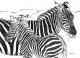 Zebras (2004) -Stefan Weber- - Stefan Weber - Zeichnung auf  - Sonstiges-Tiere - 
