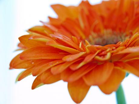 Gerbera - Annett Tropschug -  auf  - Array - 