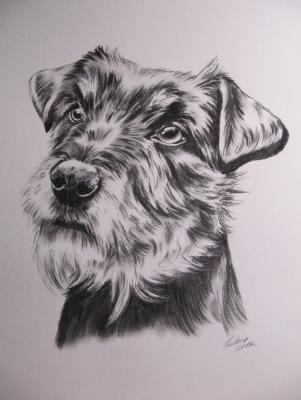 Terrier im Portrait, in Kohle - Gaby Lukas - Array auf  - Array - 