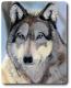 TierART Wolf - Askara Jinn - Kreide auf  - Hunde-Wildtiere - 