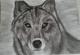 Grauer Wolf - Anita Novacek - Kohle auf  - Wildtiere - 