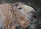 Takin - Irina Wall - Ãl auf Leinwand - Tiere - Naturalismus