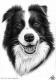 Border Collie - Nicole Zeug - Zeichnung auf  - Tiere - 