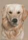 Golden Retriever - Nicole Zeug - Zeichnung auf  - Tiere - 