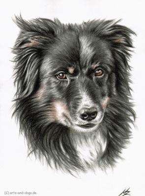 Border Collie 2 - Nicole Zeug - Array auf  - Array - 