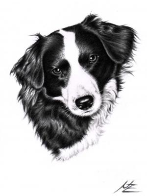 Border Collie 3 - Nicole Zeug - Array auf  - Array - 