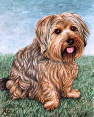 Yorkshire Terrier - Nicole Zeug - Array auf  - Array - 