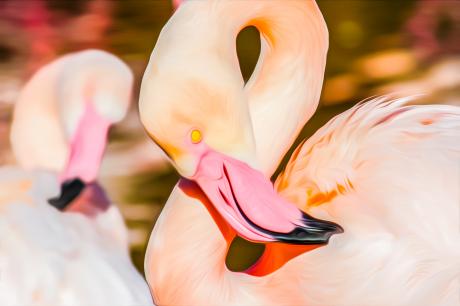 Flamingos - Farbschatten Fotografie -  auf  - Array - 